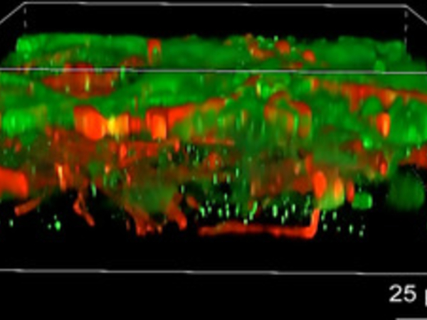 Making a brain with a 3D printer? Success in organizing artificial brain cells